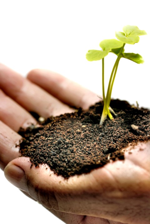 AGRICULTURA: Informe da Getec mostra a situação da safra do Paraná