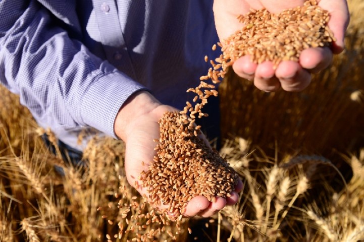 TRIGO:  Começa a movimentação para a safra de inverno