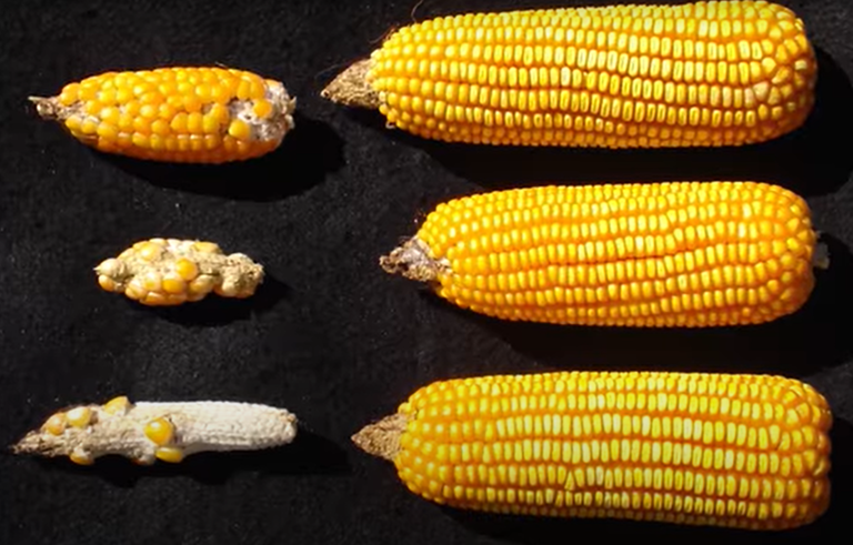 DEFESA AGROPECUÁRIA: Mapa vai monitorar ocorrência do enfezamento do milho