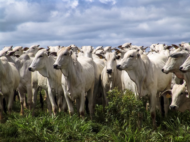 FEBRE AFTOSA:  2ª etapa da campanha de vacinação alcança mais de 98% do rebanho nacional