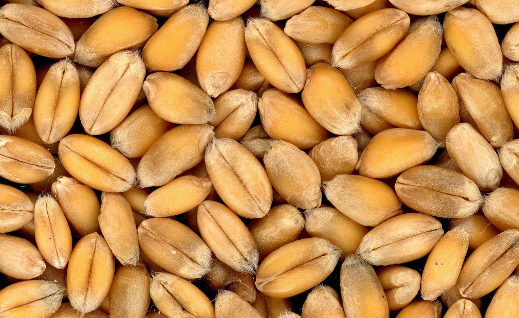 PGPM: Governo reajusta preços mínimos da laranja e do trigo