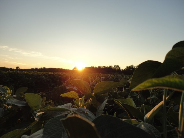 ZARC: Cronograma de publicações do Zoneamento Agrícola de Risco Climático deste ano já está disponível