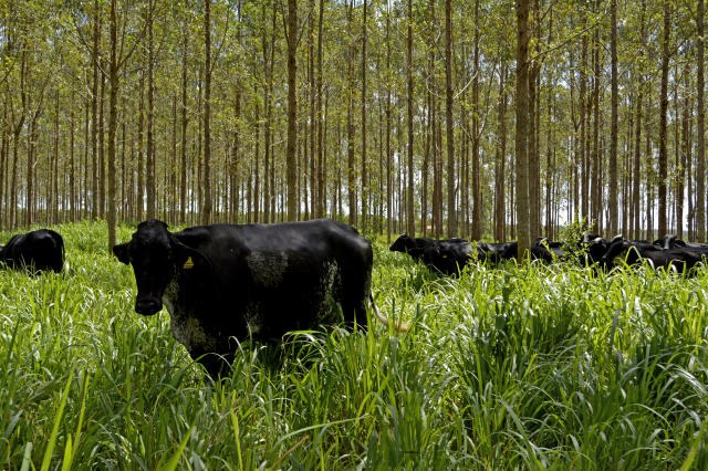 ABC: Programa financia mais de 750 mil hectares com tecnologias de baixa emissão de carbono em 2020