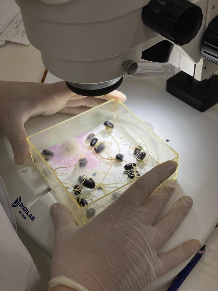 SETOR SEMENTEIRO: Laboratório da Apasem disponibiliza serviço de análise de sanidade em sementes 