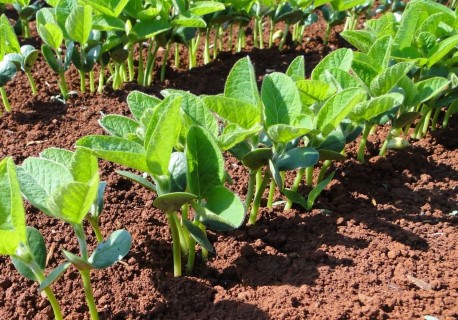 SEMENTES E MUDAS: Novas regras na agropecuária brasileira