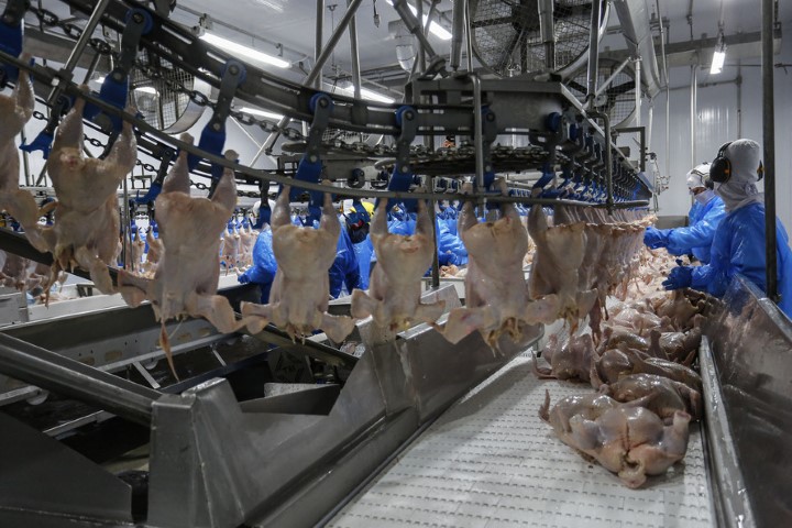 AVICULTURA: Paraná produz um terço da carne de frango do Brasil