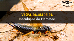 EMBRAPA FLORESTAS: Vespa-da-madeira tem vídeo atualizado e lembretes sobre ações de combate à praga