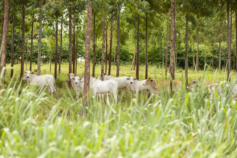 MAPA: Fatores nacionais para emissão e remoção de gases de efeito estufa na agropecuária estão em coletânea inédita 