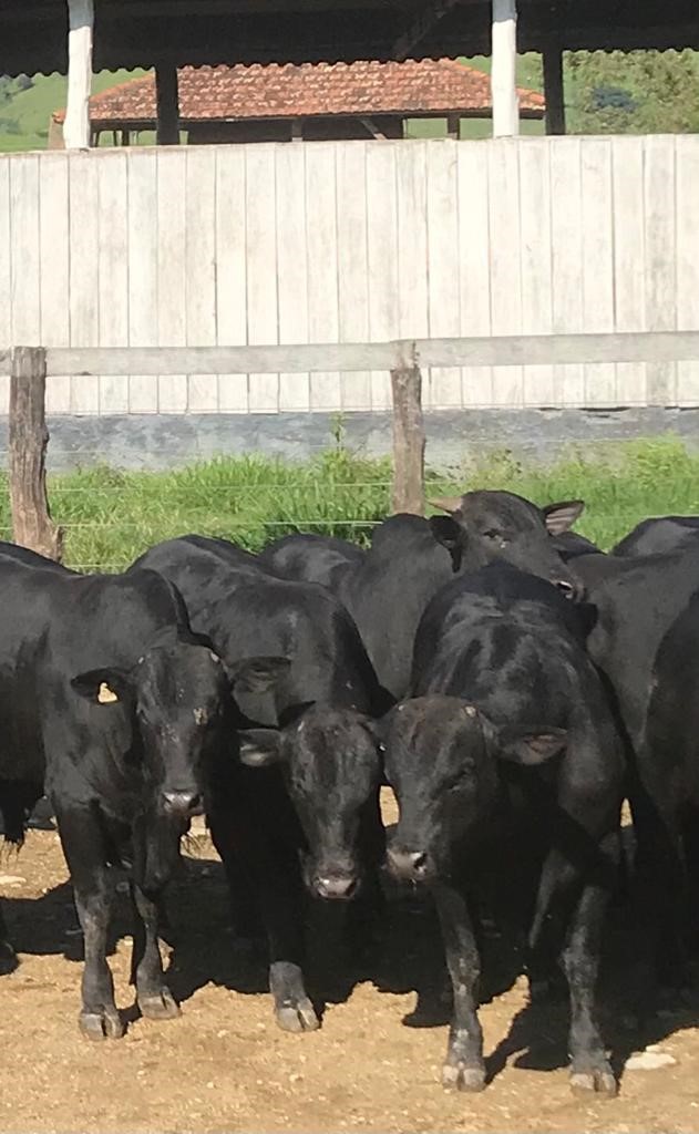 COCAMAR I: Com animais precoces, cooperativa oferta carne de qualidade superior