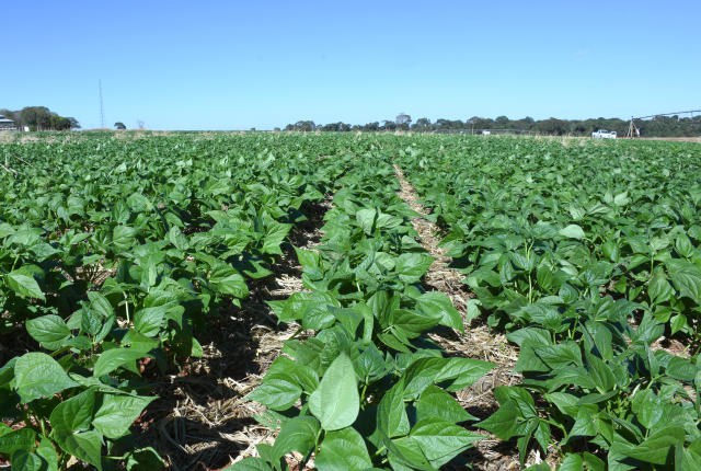 ZARC: Mapa divulga zoneamento agrícola de feijão para a primeira safra 2021/2022