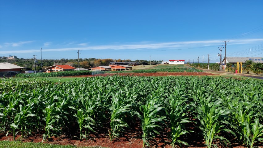 COOPAVEL: Milho safrinha será novidade do 2º Show Rural Edição de Inverno