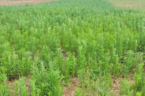 SANIDADE VEGETAL: Adapar intensifica ações contra plantas daninhas resistentes a herbicidas