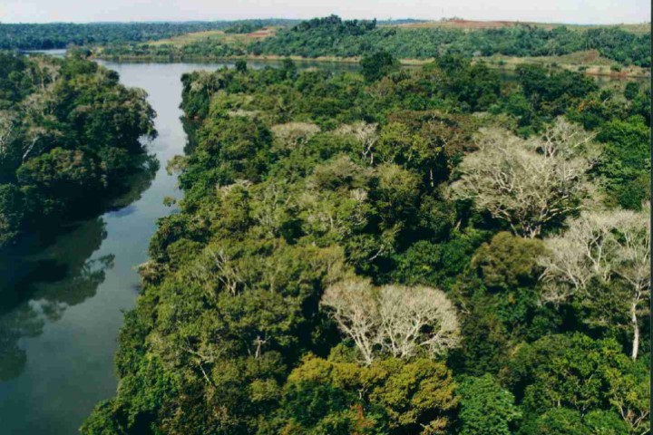 DESENVOLVIMENTO SUSTENTÁVEL: Paraná regulamenta retirada de vegetação exótica de áreas de preservação