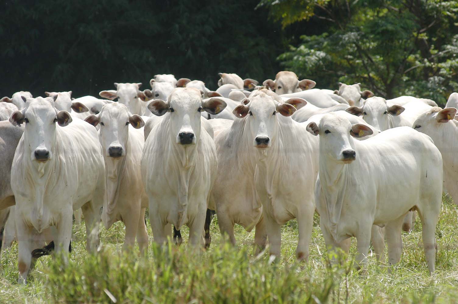SANIDADE ANIMAL: PR aguarda reconhecimento internacional de área livre de febre aftosa sem vacinação; decisão da OIE será anunciada na semana que vem 