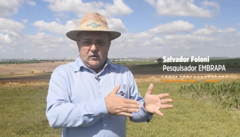 COOPAVEL: Plantar trigo traz renda direta, reduz custos e melhora os resultados na soja