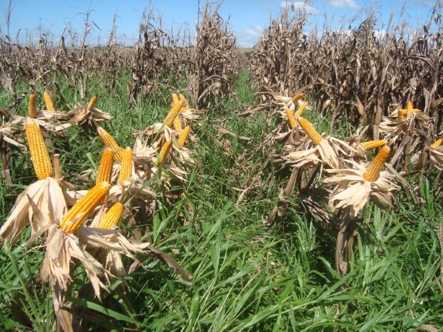 ZARC: Publicado zoneamento agrícola do milho consorciado com braquiária 1ª safra 2021/2022