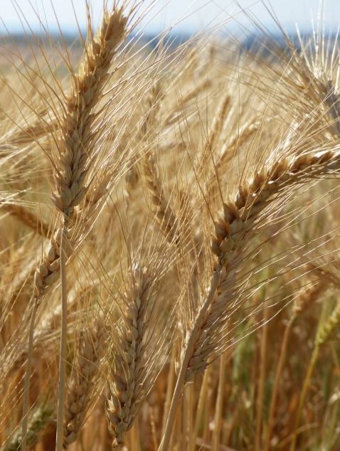AGRO CONAB: Preço do trigo inicia movimento de queda