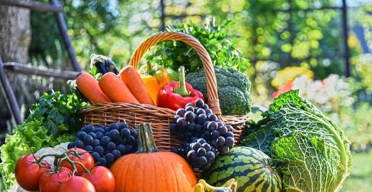 DEFESA AGROPECUÁRIA: Mapa atualiza norma de certificação fitossanitária internacional