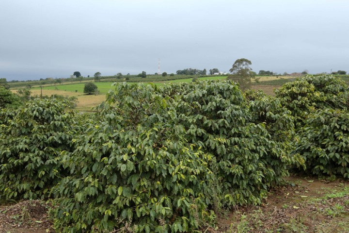 METEOROLOGIA: IDR-Paraná e Simepar emitem aviso de “Alerta Geada” para a região cafeeira