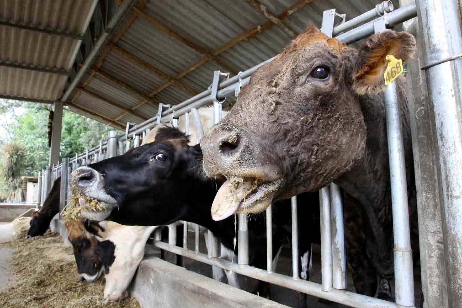 PECUÁRIA: Estado inicia fiscalização dos produtores rurais que não cadastraram rebanho