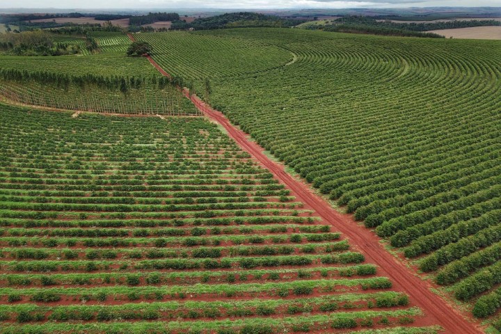 CLIMA: Governo emite novo alerta de geada para a região cafeeira do Paraná