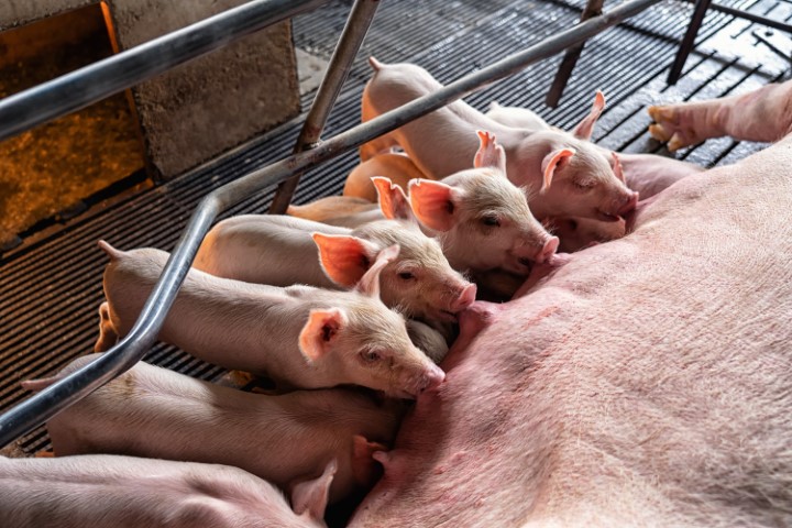 ALEGRA: Tradição familiar é pilar do desenvolvimento da produção de suínos