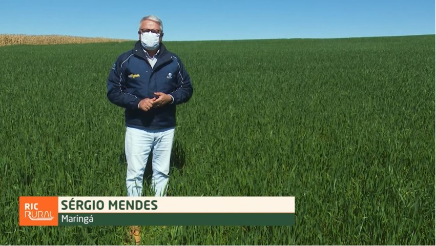 JUBILEU DE OURO: Terceira reportagem da série “50 anos da Ocepar” mostra diversidade do cooperativismo no PR