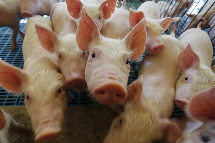 DEFESA AGROPECUÁRIA: Paraná integra projeto nacional para modernização na vigilância sanitária de suínos