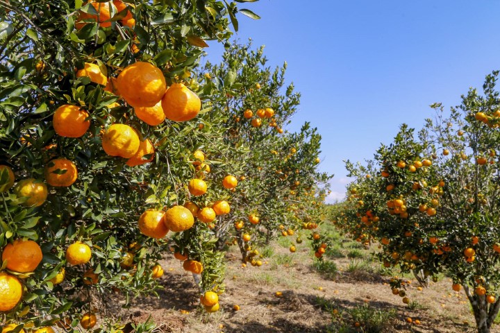 CONJUNTURA AGROPECUÁRIA: Condições climáticas afetam frutas de forma diferente, analisa boletim
