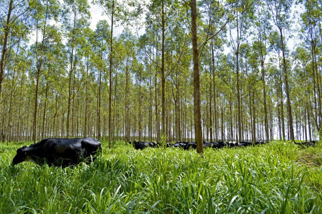 SUSTENTABILIDADE E INOVAÇÃO: Sociedade civil pode participar de consulta pública sobre plano para agricultura de baixo carbono