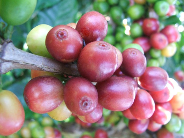 FINANCIAMENTO II: Recursos do Funcafé estarão disponíveis para produtores a partir da próxima semana