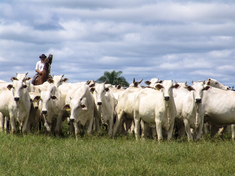 VBP: Soja, milho e carne bovina puxam valor da produção agropecuária, que supera R$ 1,1 trilhão para este ano