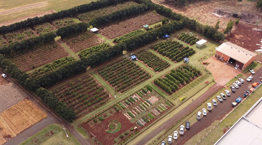 COCARI: Cooperativa realiza Dia de Campo sobre pós geada do café em Mandaguari 