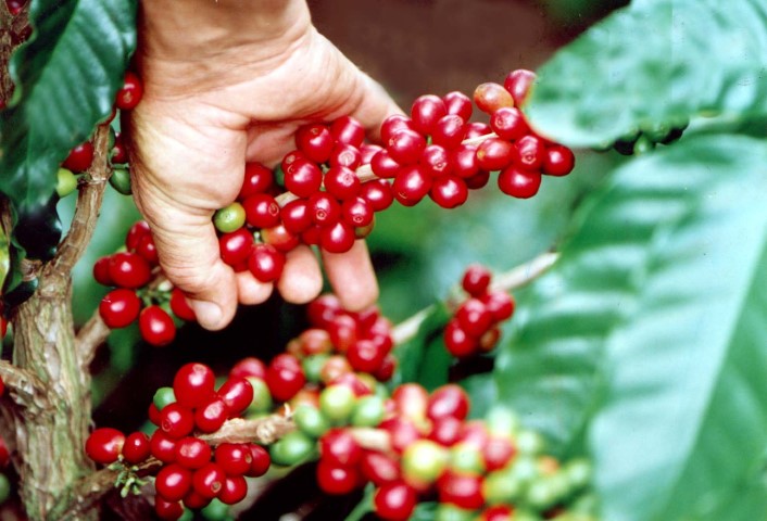 CONAB: Novo levantamento da safra de café estima produção de 46,9 milhões de sacas
