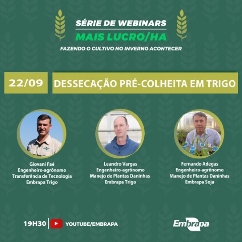 EMBRAPA: Webinar orienta dessecação pré-colheita em trigo