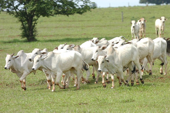 SANIDADE ANIMAL: No Dia Mundial Contra a Raiva, Adapar alerta sobre a importância da vacinação