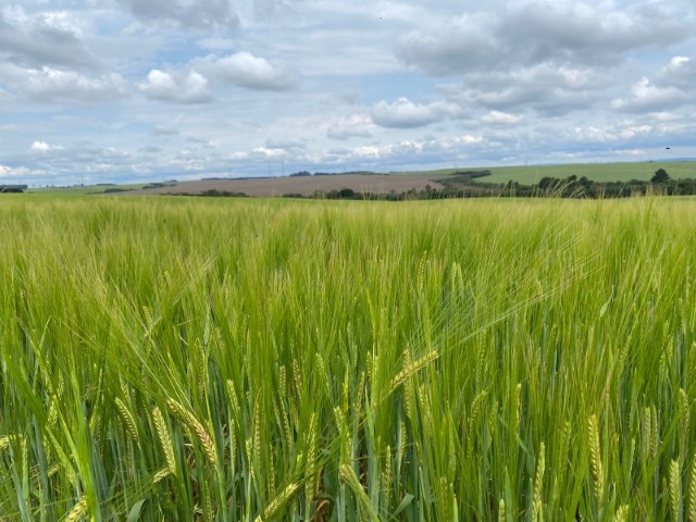 CAPAL: Tudo sobre cevada, a cultura que vai ganhar o campo