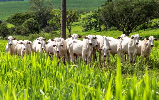 INOVAÇÃO E SUSTENTABILIDADE: Plano ABC+ pretende reduzir emissão de carbono em mais de 1 bilhão de toneladas
