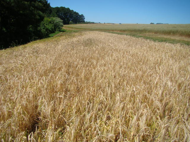 ZARC: Zoneamento agrícola de risco climático da Cevada é publicado