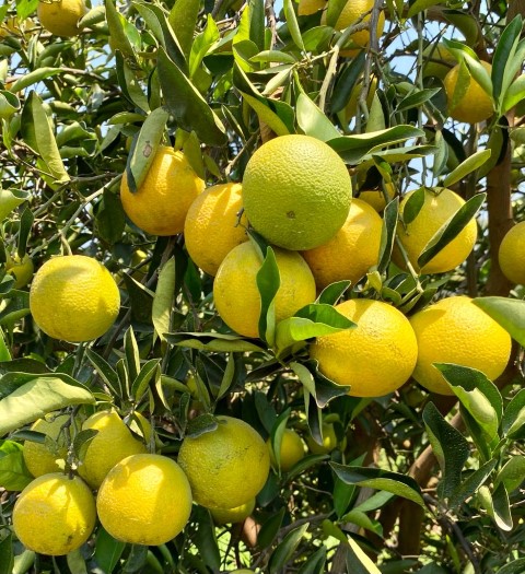 COCAMAR: Dia de campo sobre citros nesta quinta-feira em Guairaçá