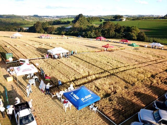 COOPAVEL: Cultivares de alto potencial mostram força do trigo em dia de campo no Sudoeste
