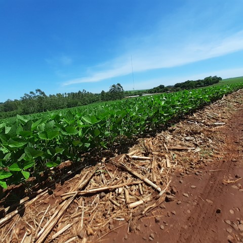 PLANTIO DIRETO: Região Oeste do Paraná é modelo em agricultura conservacionista