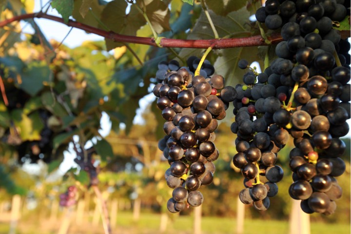 CONJUNTURA AGROPECUÁRIA: Fruticultura teve pouco impacto nos índices de inflação, aponta boletim 