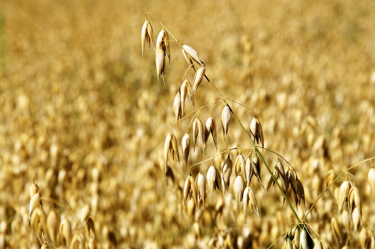 ZARC: Zoneamento agrícola identifica os principais riscos climáticos para o cultivo da aveia