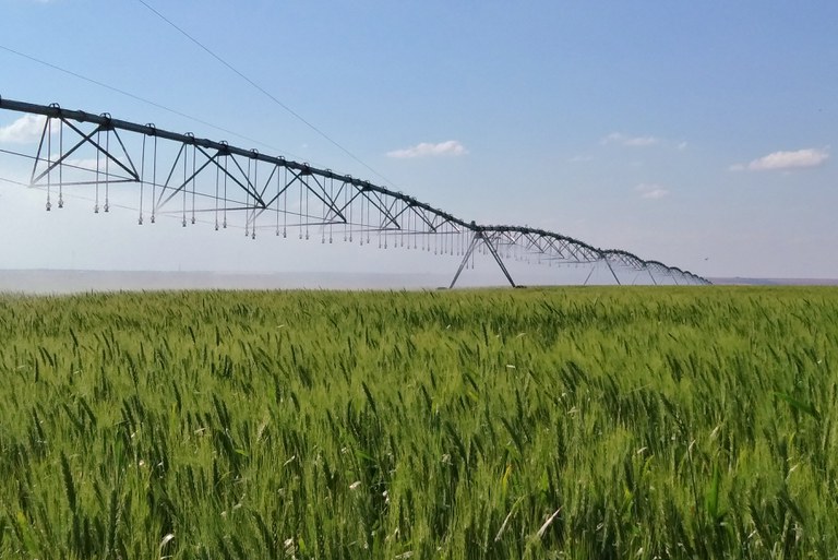 ZARC: Zoneamento Agrícola de Risco Climático para o trigo tem atualização para a próxima safra