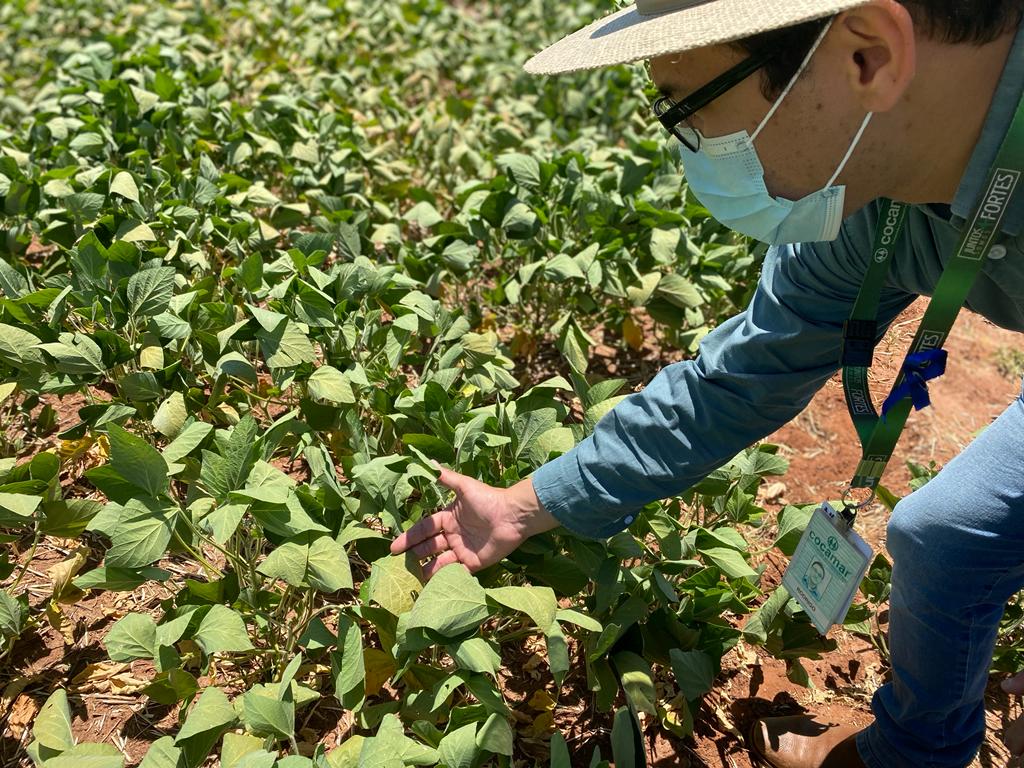 COCAMAR: Adversidades fazem uma “seleção natural” de produtores