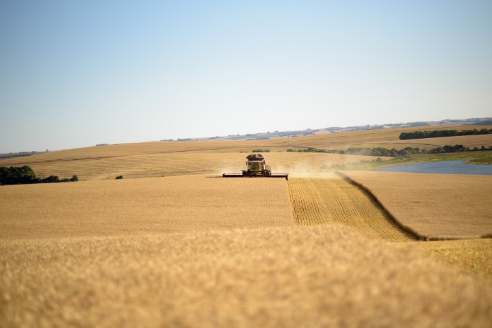 TRIGO: Em uma safra de cenários diversos, produção nacional bate recorde