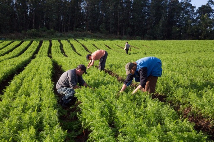 CAF: Portaria institui novo documento para agricultor familiar acessar o Pronaf
