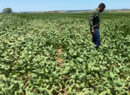 COCAMAR: Lavouras semeadas mais cedo sofreram danos maiores