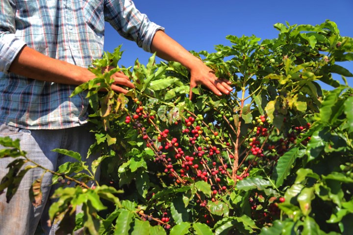 CONAB: Produção de café deve atingir 55,7 milhões de sacas na safra de 2022